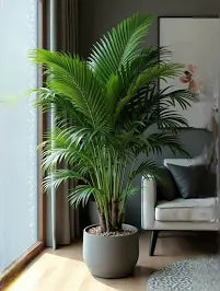 Indoor Plant For Home Decoration & Beautify
